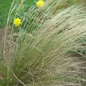 Stipa x 'Capriccio'